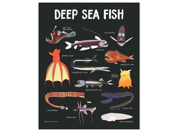 Fish Print Deep Sea Fish Poster Fish Art Kids Room Decor Art for Kids Room  Illustration Print Kids Wall Art Educational Posters Prints 
