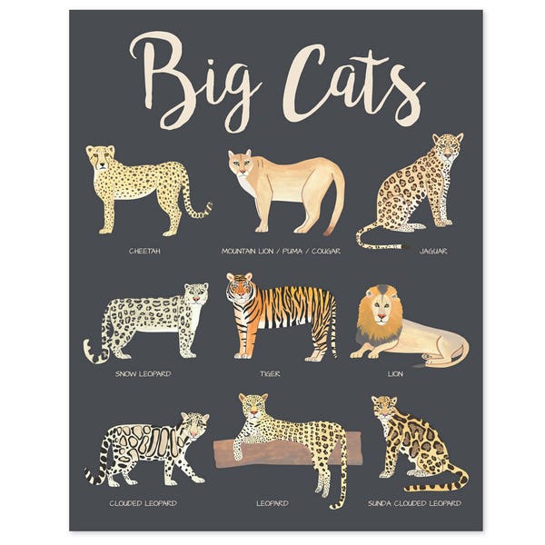 Big Cats Poster Educational Posters Kids Safari Nursery Decor Safari Nursery Art Safari Animals Safari Print Cat Poster Educational Prints