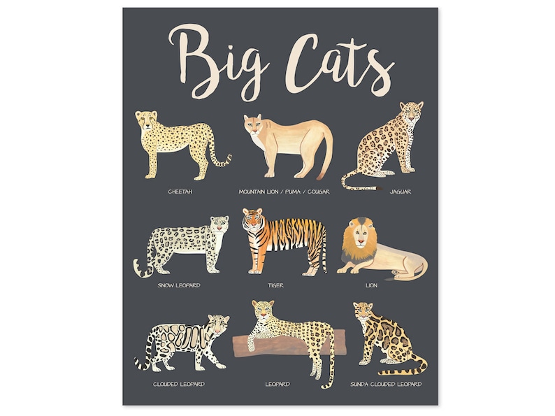 Big Cats Poster Educational Posters Kids Safari Nursery Decor Etsy