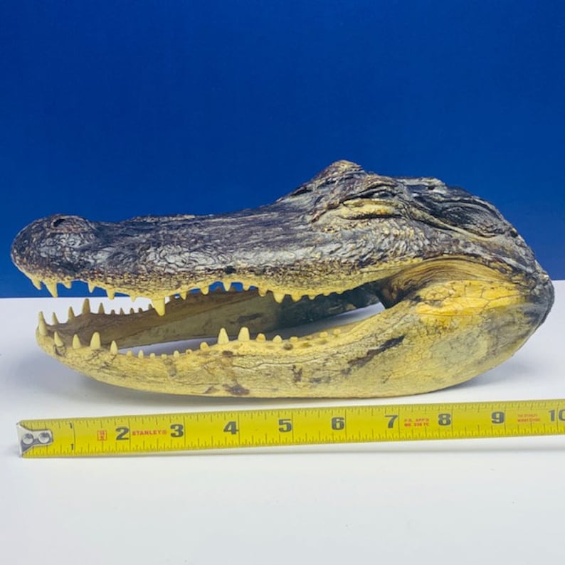 ALLIGATOR CROCODILE TAXIDERMY head reptile mount man cave decor statue bust vintage vtg mcm sharp teeth