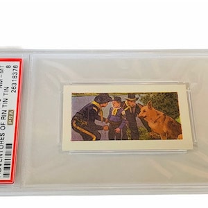 Cartão colecionável Adventure Rin Tin Tin 1960 Cadet Sweets Inglaterra Buckinghamshire estate slough Guerra Civil Classificado PSA 8 Rusty Lee Aaker #33 porco