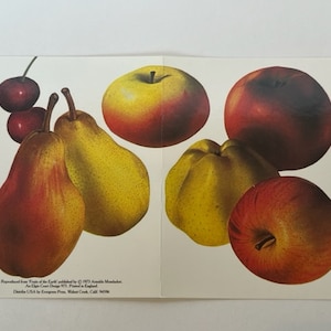 Tarjeta de felicitación Ephemera vtg 1973 frutal tierra vegetal Arnoldo Mondadori Inglaterra Evergreen Press manzanas peras
