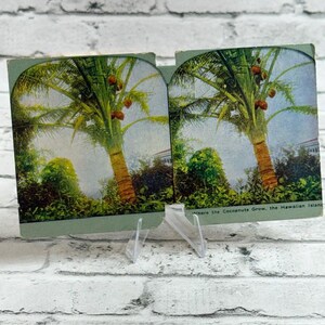 Puede incluir: Una tarjeta estereoscópica vintage que presenta dos imágenes coloreadas idénticas una al lado de la otra de una palmera cocotera alta con cocos marrones. El texto en la parte inferior derecha dice, Where the Cocoanuts Grow, the Hawaiian Islands.