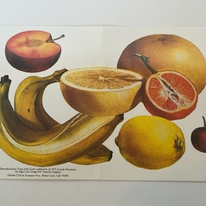 Grußkarte Ephemera vtg 1973 Obst Gemüse Erde Arnoldo Mondadori England Evergreen Press Lemon Banane Plantain Grapefruit