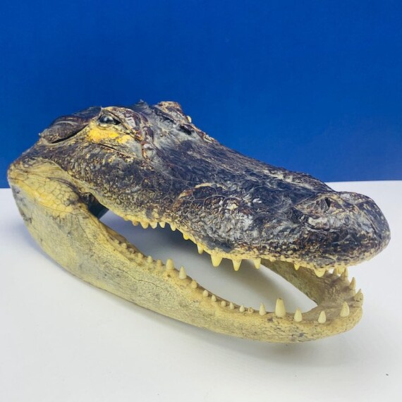 ALLIGATOR CROCODILE TAXIDERMY head Alligator pillow | Etsy