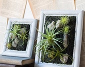 Framed Succulent Wall Art