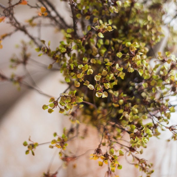 Erysimum Flower Plant Bundle 11" de altura