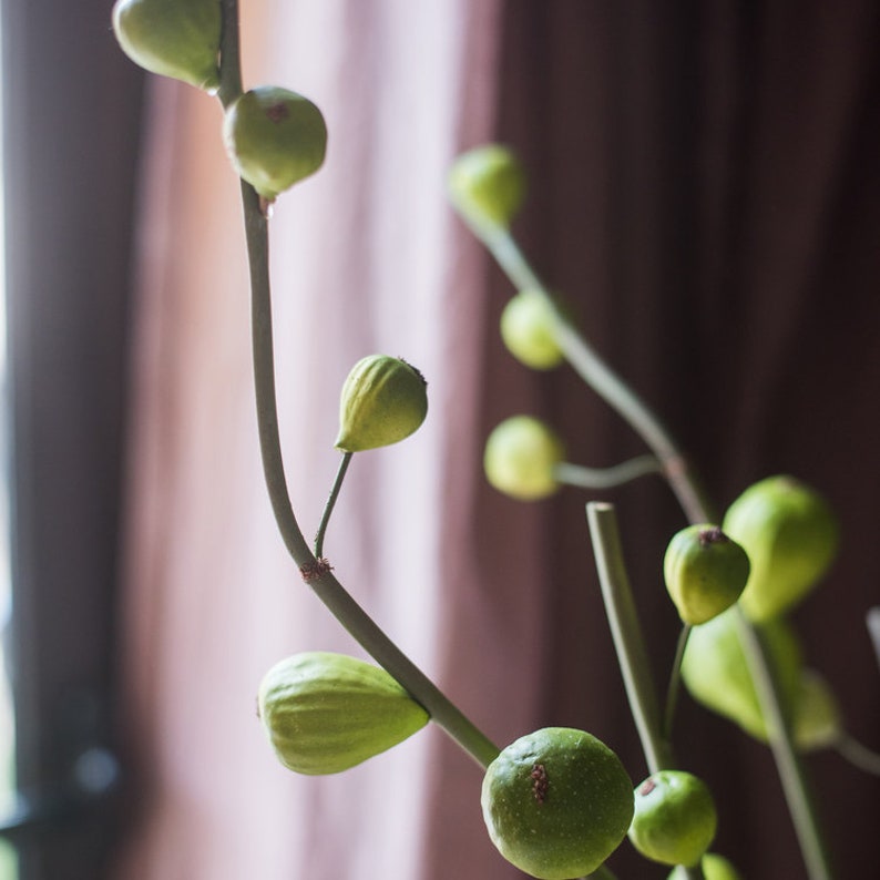 Artificial Fig Fruit Stem 30 Tall