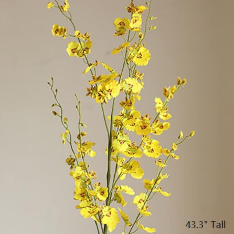 Rustic Dancing Lady Orchid Stem in Yellow 43" Tall - 5 stem bouquet