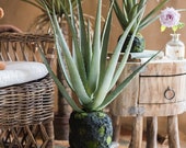 Artificial Aloe Vera on Faux Moss
