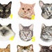 Shield patch embroidered iron or sew by team shortest breed of cat machine embroidery