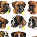 Écusson patch brodé race de chien Boxer, broderie machine thermocollant ou à coudre Taille S by team numérik