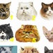 Cat patch embroidered patch, breed of cat, Burmese, lynx, ragdoll, coat of arms fusible, machine embroidery, fusible, sewing, by team look