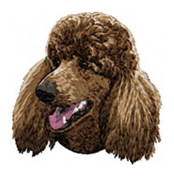 Femmina Razza Barboncino - In Vendita A Pisa, Toscana - Foto 12