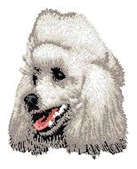 White Teacup Poodle Full Grown