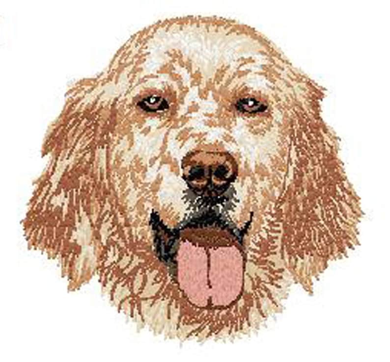 May include: A close-up of a white and brown English Setter dog with its tongue sticking out. The dog has a white face with brown spots and brown ears.