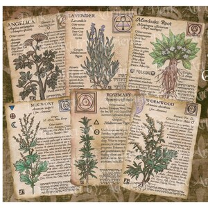 Könnte beinhalten: Sechs Illustrationen im Vintage-Stil von Kräutern, jede mit einer botanischen Zeichnung und einem Text, der die Eigenschaften der Pflanze beschreibt. Die Illustrationen befinden sich auf einem braunen Hintergrund mit einem Titel, der "6 Kräuter-Grimoire-Seiten" lautet und die Größe der Bilder in Zoll und Zentimetern angibt.