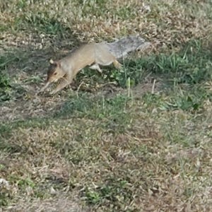 Photographic Print of Eastern Gray Squirrel, October 2022