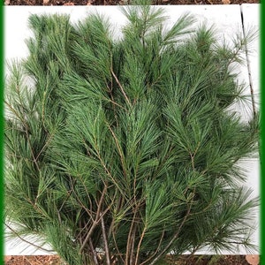 White Pine 20” Fresh Christmas Maine by the Lb
