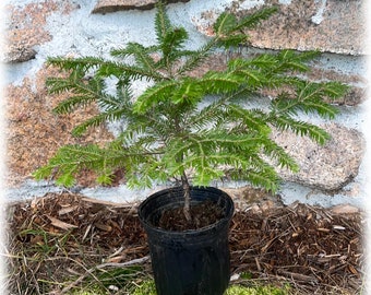 12" Balsam Fir Live Potted Tree with Pot 18" Fresh Christmas Maine