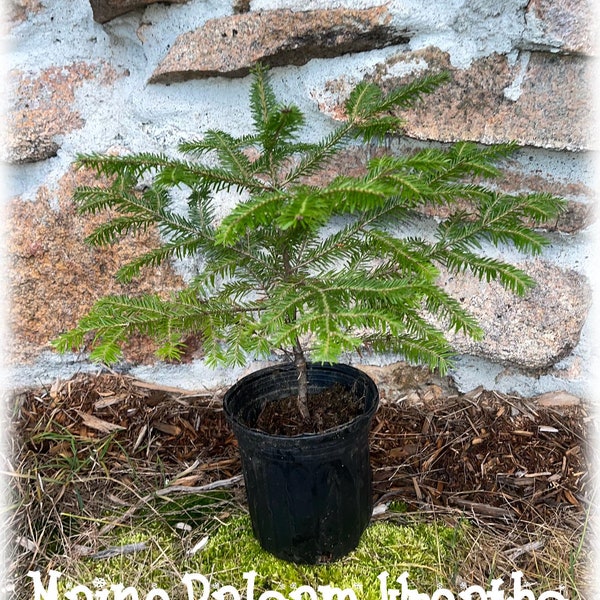 Balsam Fir Tree Etsy