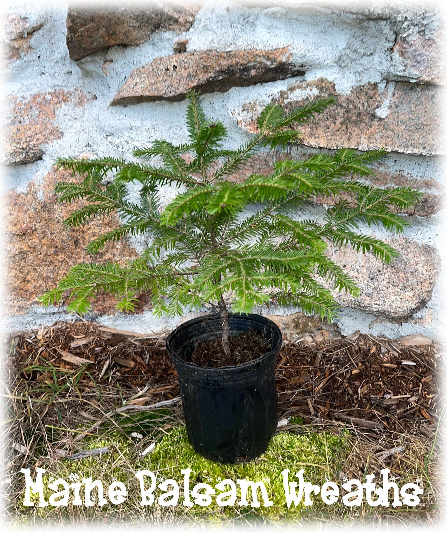 12" Balsam Fir Live Wild Potted Tree from Balsam Hill with Pot 18" Fresh Christmas Maine