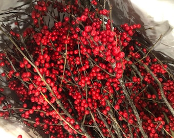 Winter Berries from Holland! Sold Out till Nov 25-Dec 5 2024