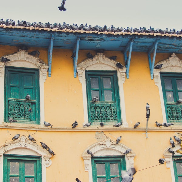 Windows And Pigeons In Kathmandu Nepal, Asia Travel Photography