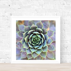 Succulent Print, Hens and Chicks, Printable, Digital Download, Plant Lovers Wall Art, Cactus Poster, Photograph
