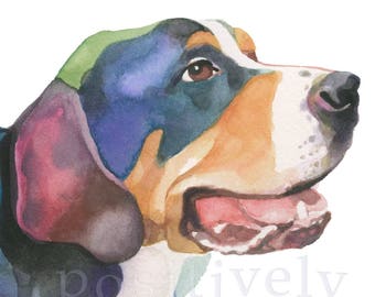 Greater Swiss Mountain Dog (Sennenhund) fine art print of original watercolor painting. Limited edition.