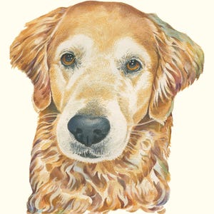 May include: A watercolor painting of a golden retriever dog. The dog has brown eyes and a light brown coat. The dog is looking directly at the viewer.