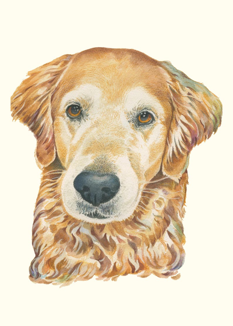 May include: A watercolor painting of a golden retriever dog. The dog has brown eyes and a light brown coat. The dog is looking directly at the viewer.