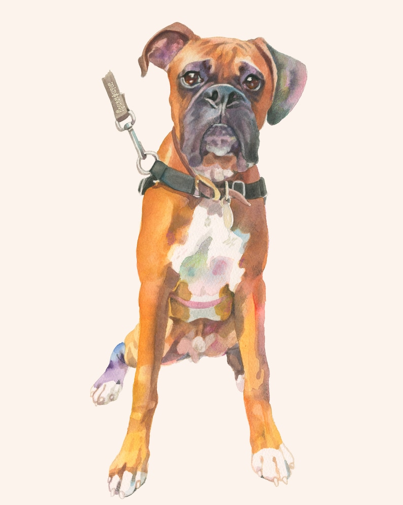 Puede incluir: Una pintura de acuarela de un perro boxer marr&oacute;n y blanco sentado con las patas delanteras cruzadas. El perro lleva un collar negro y una correa.