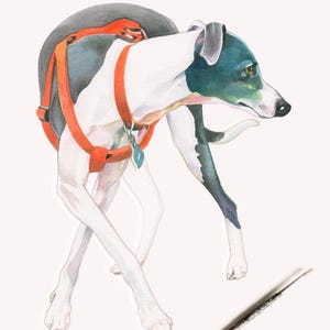 Puede incluir: Pintura acuarela de un perro blanco y negro con un arn&eacute;s naranja. El perro camina con la cabeza girada hacia un lado, mirando hacia la derecha. El pelaje del perro est&aacute; pintado en un estilo realista, con detalles como los pelos individuales de su cuerpo.