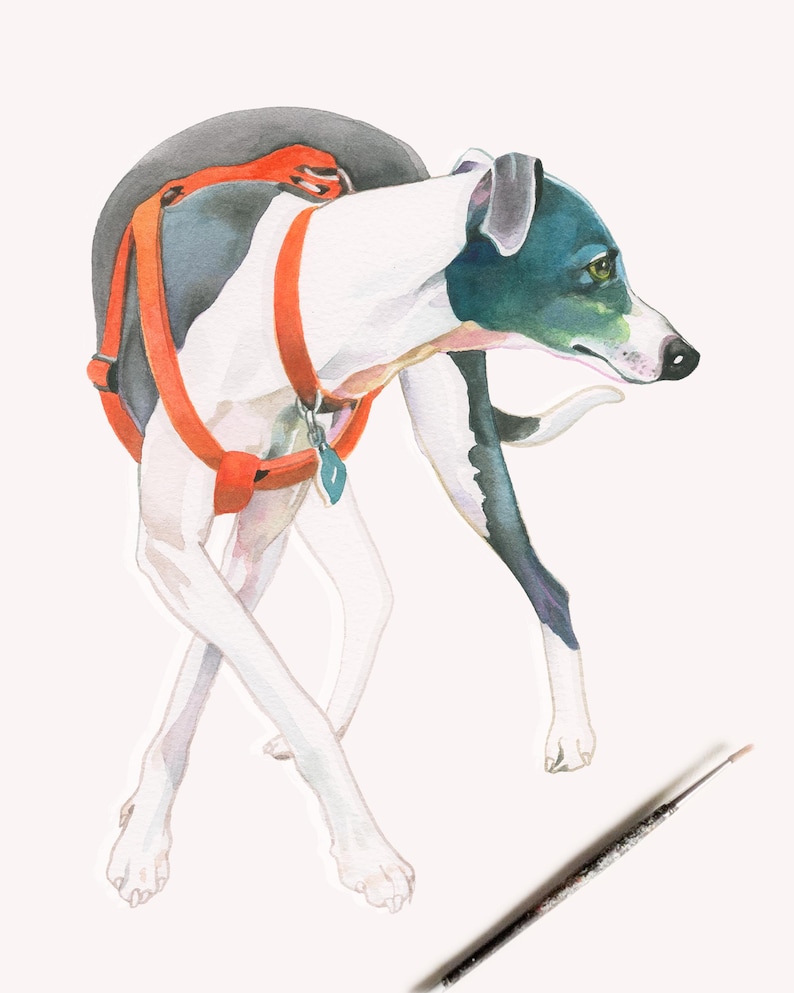 Puede incluir: Pintura acuarela de un perro blanco y negro con un arn&eacute;s naranja. El perro camina con la cabeza girada hacia un lado, mirando hacia la derecha. El pelaje del perro est&aacute; pintado en un estilo realista, con detalles como los pelos individuales de su cuerpo.