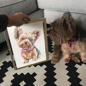 Puede incluir: Una pintura al agua enmarcada de un perro Yorkshire Terrier con un pa&ntilde;uelo rosa. El perro est&aacute; mirando directamente al espectador. La pintura est&aacute; en un marco dorado y est&aacute; sentada sobre una alfombra con estampado blanco y negro. Un perro Yorkshire Terrier real est&aacute; mirando la pintura.
