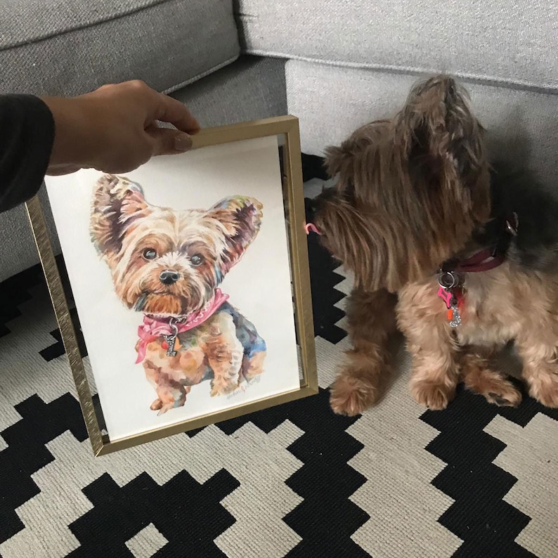 Puede incluir: Una pintura al agua enmarcada de un perro Yorkshire Terrier con un pa&ntilde;uelo rosa. El perro est&aacute; mirando directamente al espectador. La pintura est&aacute; en un marco dorado y est&aacute; sentada sobre una alfombra con estampado blanco y negro. Un perro Yorkshire Terrier real est&aacute; mirando la pintura.