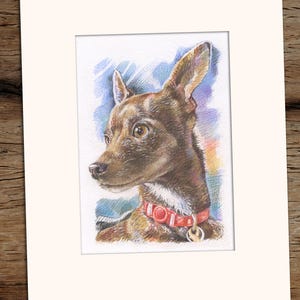 May include: A hand-drawn illustration of a brown and white chihuahua with a red collar and a tag. The dog is looking to the right of the image. The background is a blue and purple watercolor wash.