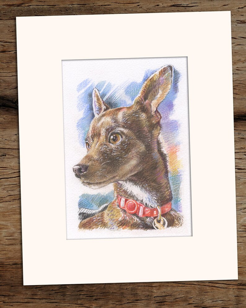 May include: A hand-drawn illustration of a brown and white chihuahua with a red collar and a tag. The dog is looking to the right of the image. The background is a blue and purple watercolor wash.