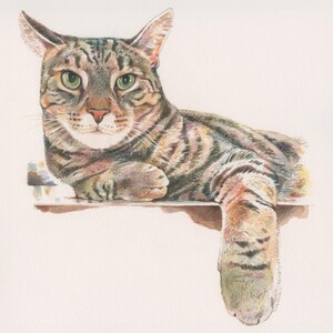May include: A detailed pencil drawing of a tabby cat with green eyes. The cat is lying on its side with its front paws resting on a surface. The cat's tail is curled around its body.