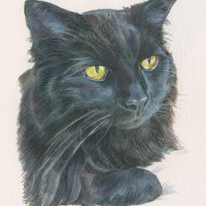 May include: A black cat with bright yellow eyes stares intently at something off-camera. The cat's fur is soft and fluffy, and its whiskers are long and prominent.