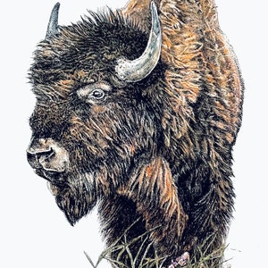Buffel, buffelwenskaart, bizon op kaart, prairiewenskaart, bizonkaart, kaart, blanco kaart, wenskaart, dierenwenskaart