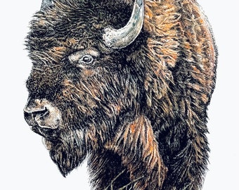 Buffle, carte de voeux de bison, bison sur carte, carte de voeux des prairies, carte de bison, carte, carte vierge, carte de voeux, carte de voeux animal