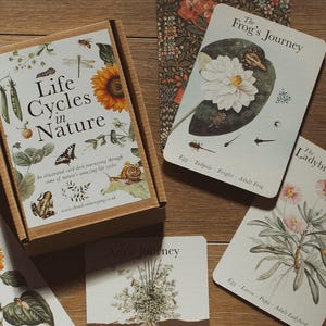Paquete de tarjetas A6 "Ciclos de vida de la naturaleza"
