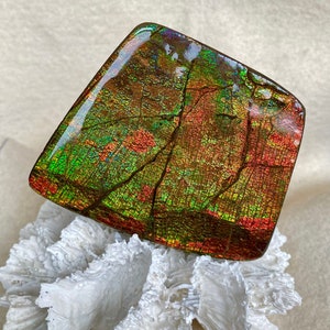 May include: A square piece of iridescent ammolite with a green, red, and gold colour scheme. The ammolite is sitting on a white coral.