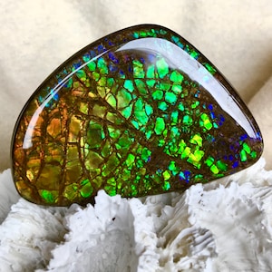 May include: A green, blue and brown iridescent opal cabochon with a unique, patterned surface. The opal is set on a white coral background.