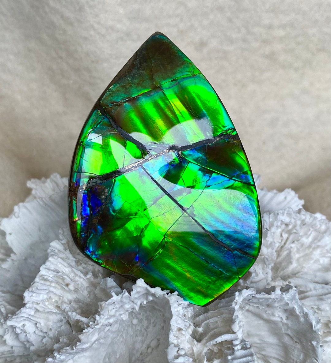 Ammolite Hand Specimen - Gem Quality! Glorious Green and Blue! Hand ...