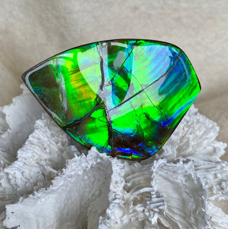 Ammolite Hand Specimen - Gem Quality! Glorious Green and Blue! Hand ...