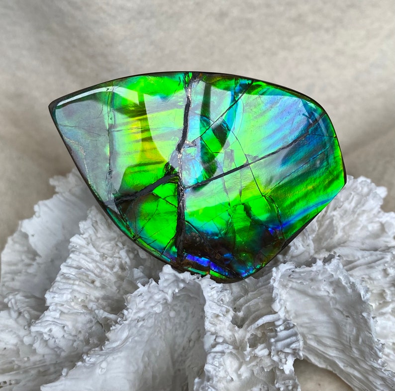 Ammolite Hand Specimen - Gem Quality! Glorious Green and Blue! Hand ...