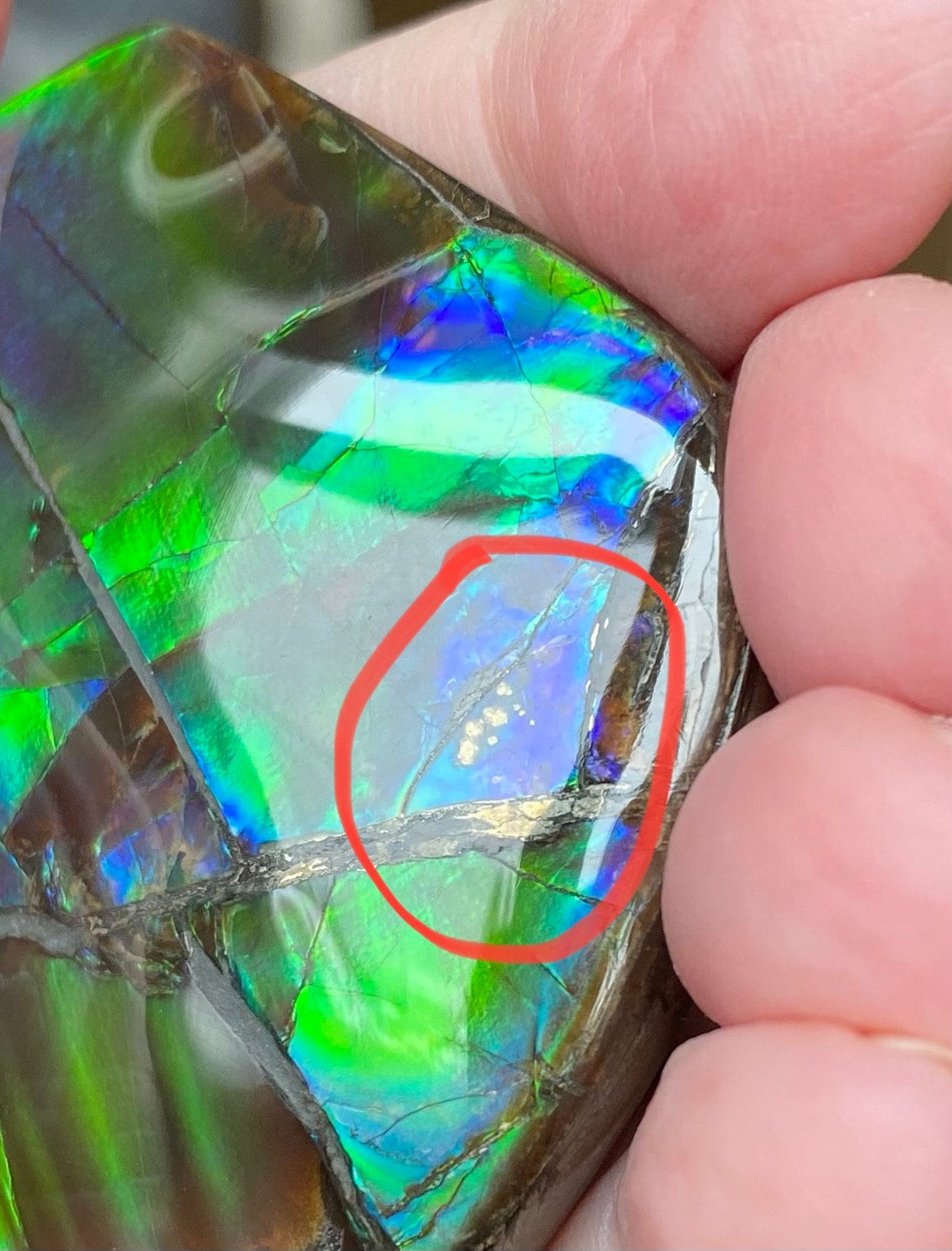 Ammolite Hand Specimen - Gem Quality! Glorious Green and Blue! Hand ...